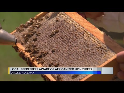 Africanized honeybees found in Alabama; residents urged to report ‘suspicious bee activity’